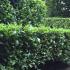 Tiered Cherry Laurel hedge in an English garden