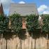 Cherry Laurel pleached trees in a customer’s garden with a beautiful green lawn