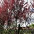 Prunus Cerasifera Serrulata, Trees, Paramount Plants and Gardens - available online