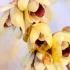 Chimonanthus Praecox or Wintersweet buy online for UK delivery from our Winter Flowering Shrub specialist nursery.