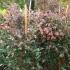 Loropetalum Flowers, Buy Online, UK