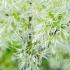 Chionanthus Virginicus, the white flowering Fringe Tree for Sale online with UK and Ireland delivery