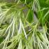 Chionanthus virginicus upright tree with white fringed flowers