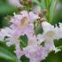 Chitalpa Tashkentensis Summer Bells aka Desert Willow, beautiful pink orchid-like flowers in summer, can be grown as a shrub or small tree, buy UK 