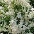 Choisya x Dewitteana White Dazzler is a good performer, evergreen with fragrant white flowers, also known as Mexican Orange Blossom, Buy UK.