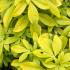 Choisya Ternata Sundance is a striking evergreen shrub with bright golden-yellow foliage that holds its color throughout the year, complemented by aromatic white flowers in spring.