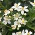 Evergreen Mexican Orange Blossom, botanical name is Choisya Ternata. A fragrant shrub with profuse flowering buy UK 