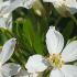 Choisya Ternata (Mexican Orange Blossom) - grow as an evergreen shrub or a fragrant hedge