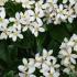 Choisya Ternata (Mexican Orange Blossom) - grow as a shrub or a fragrant hedge