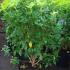 Evergreen Choisya Ternata (Mexican Orange Blossom) for sale UK 