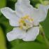 Choisya Ternata Sundance is also known as Sundance Mexican Orange Blossom, pretty fragrant white flowers on lime green foliage - buy UK.