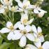 Choisya Ternata, also known as Mexican Orange Blossom, is a hardy evergreen shrub with glossy green foliage and clusters of fragrant white flowers, blooming in spring and often again in autumn.