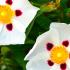 Cistus Alan Fradd Rock Rose flowers close up, buy online UK delivery