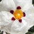 Cistus Alan Fradd Rock Rose plants for sale online UK