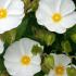 Cistus Corbariensis Hybrid Rock Rose flowering, buy online UK