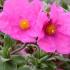 Cistus Pulverulentus Sunset. Rock Rose Sunset buy UK delivery.