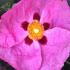 Cistus Purpureus or Purple Flowered Rock Rose for sale online with UK and Ireland delivery.