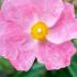 Cistus Silver Pink. Rock Rose Silver Pink buy UK delivery