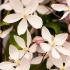 Clematis Armandii Apple Blossom