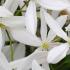 Clematis armandii evergreen climber with white flowers