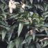 Evergreen foliage of Clematis Armandii climber, showing spear shaped leaves