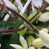 Clematis Armandii evergreen climber showing flowers and buds in detail