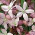 Clematis Armandii Hendersonii Rubra, pink flowering evergreen clematis variety, blooms early Spring. Buy online UK delivery.