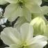 Clematis x Cartmanii Avalanche Evergreen variety of Clematis for sale online with UK delivery. We deliver to Ireland.