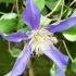 Clematis Fukuzono, Buy Clematis online at our London plant centre UK