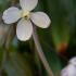 Clematis Armandii Hendersonii Rubra is a vigorous evergreen climber with rich pink to red flowers and a sweet fragrance, making it a perfect choice for trellises and walls.