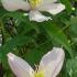 Clematis Montana Rubens, Climbers for sale from our London plant centre, buy UK delivery.