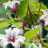 Clematis Princess Kate is a fabulous new variety of Clematis with profuse white, star shaped flowers with purple centre and underside, buy UK.