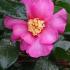 Pink Flowering Camellias for sale online London UK - Camellia Sasanqua Cleopatra Pink 