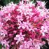 Clerodendrum bungei Glory Flower with large pink blooms