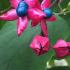 Clerodendrum Trichotomum flowers and berries in autumn. A fragrant flowering shrub to buy online UK