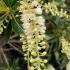 Clethra barbinervis Great Star White Alder deciduous shrub with white flowers