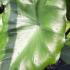 Colocasia Esculenta Black Stem, or Elephant