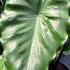 Colocasia Esculenta Black Stem Elephant’s Ear Tropical Perennial