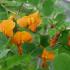 Colutea Copper Beauty Bladder Senna Flowering Shrub