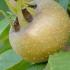 Mespilus Germanica or Common Medlar Fruit trees for sale online UK