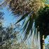 Cordyline Australis Flowering, Hardy Palm specialist nursery, London UK. All plants for sale online, UK delivery