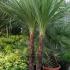 Cordyline Australis is Multistemmed and also known as New Zealand Cabbage Tree buy from Hardy Palm Specialist Nursery, London