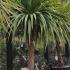 Cordyline Australis, hardy palms, palm tree specialists, Paramount Plants and Gardens,  Palm Trees London