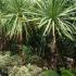 Cordyline Australis, Single Stem Trees, UK