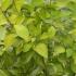 Cornus Alba Aurea, red barked dogwood with small white bracts on lovely bright green foliage, part of our large collection of Cornus varieties to buy UK.