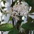 Cornus Alba Kesselringii, also known as the Kesselringii White Dogwood, is a deciduous shrub with deep purple-black stems and green leaves, providing striking contrast and seasonal interest in gardens.