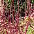 Cornus Alba Miracle Red-Barked Dogwood Miracle for Sale UK