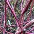 Close Up of Red Stems of Cornus Alba Sibirica Siberian Dogwood in Winter