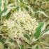 Cornus alternifolia Argentea variegated dogwood with white-edged leaves