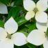 Cornus angustata Empress of China Dogwood evergreen tree with white flowers